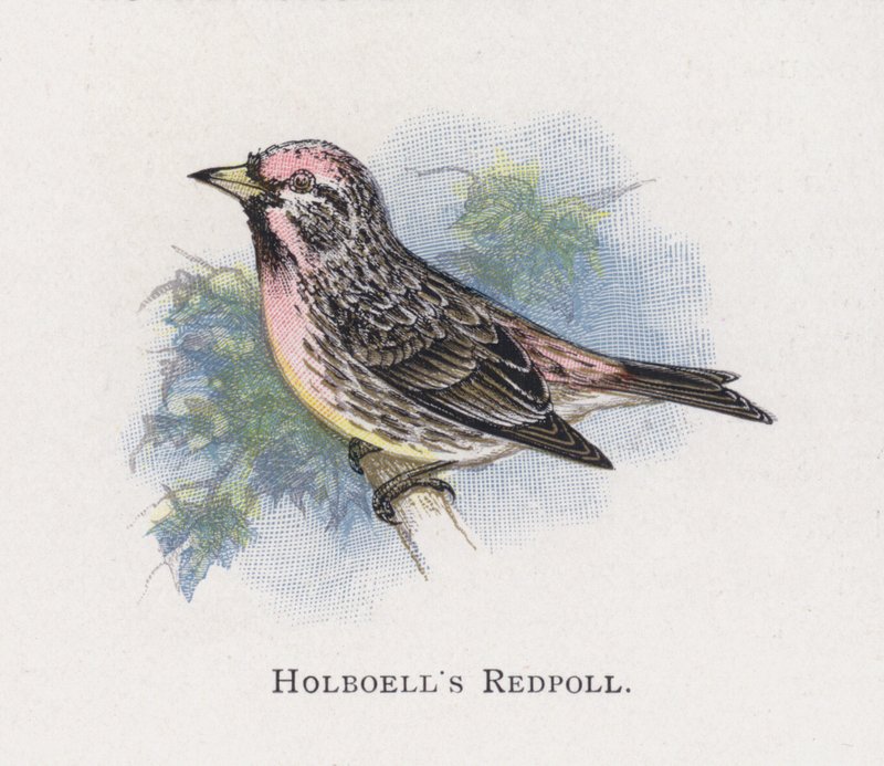 Il Fanello di Holboell da Alexander Francis Lydon
