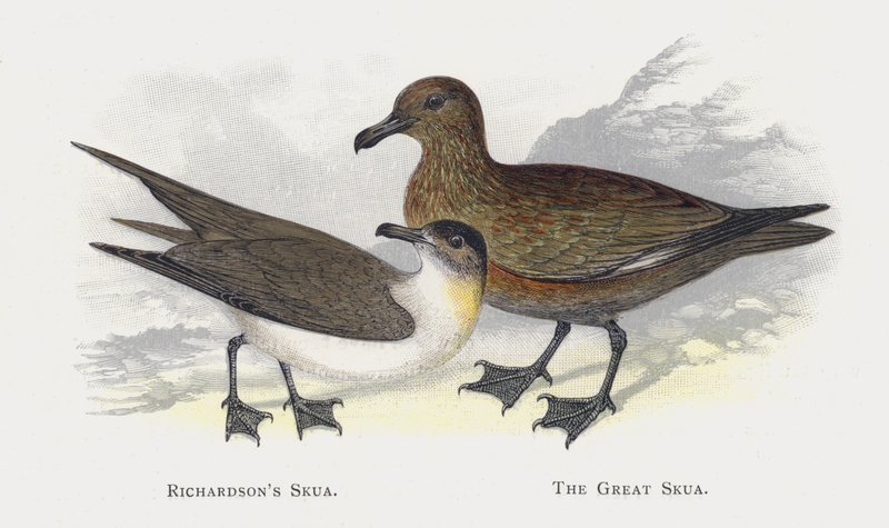 Lo skua di Richardson, Lo skua maggiore da Alexander Francis Lydon