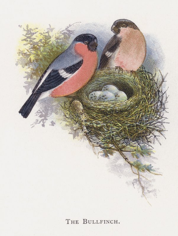 Ciuffolotto da Alexander Francis Lydon