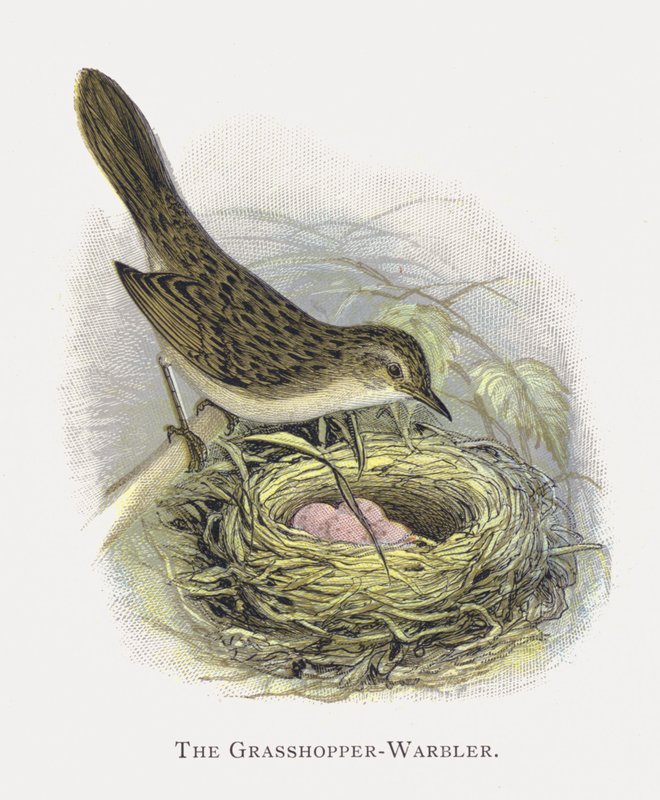 La Locustella da Alexander Francis Lydon