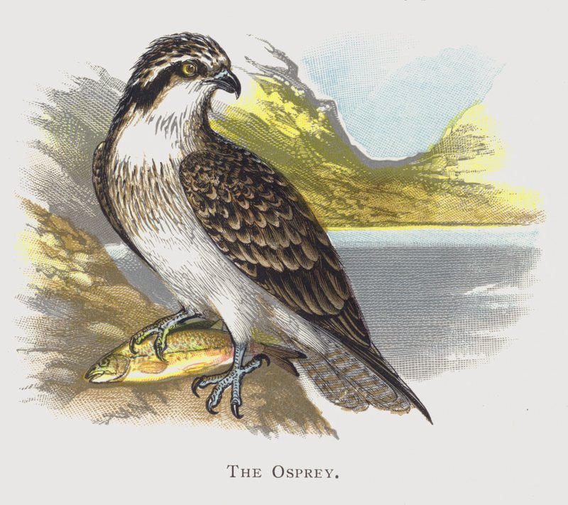 Il Falco Pescatore da Alexander Francis Lydon