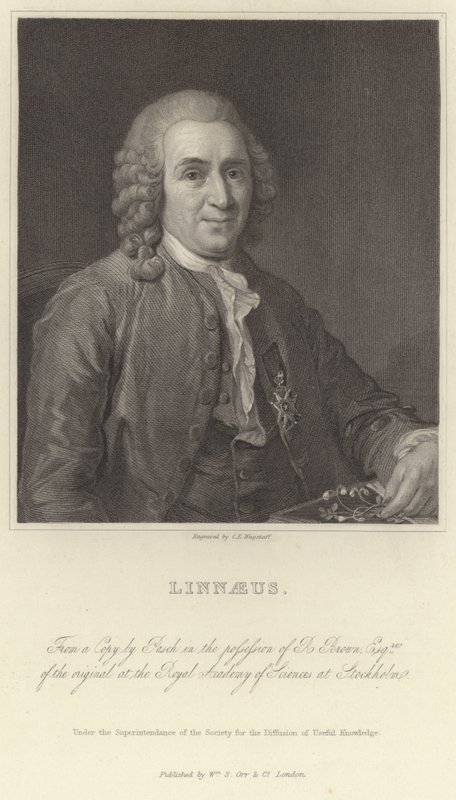 Linnaeus da Alexander Roslin