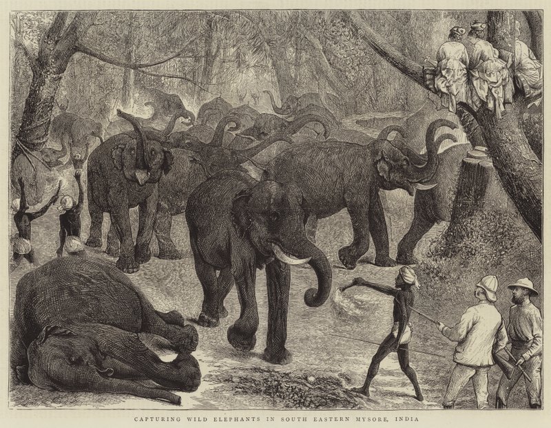 Cattura di elefanti selvatici nel sud-est di Mysore, India da Alfred Chantrey Corbould