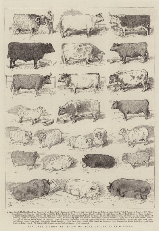 La mostra del bestiame a Islington, alcuni dei vincitori da Alfred Chantrey Corbould