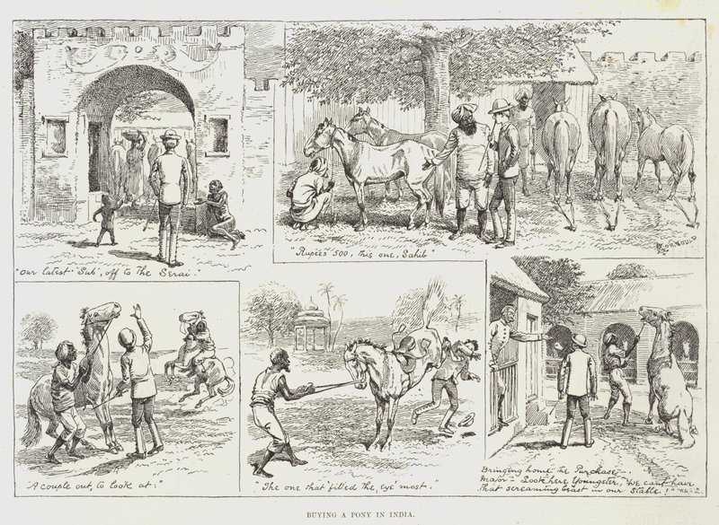 Acquisto di un pony in India da Alfred Courbould