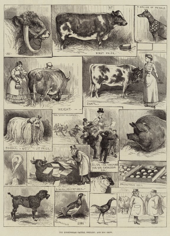 La mostra di bestiame, pollame e cani di Birmingham da Alfred Courbould