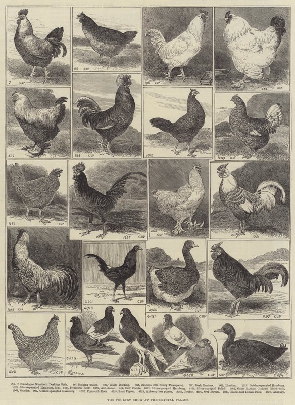 La mostra di pollame al Crystal Palace da Alfred Courbould