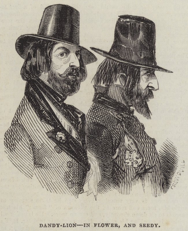 Dente di Leone, in Fiore, e Secco da Alfred Crowquill