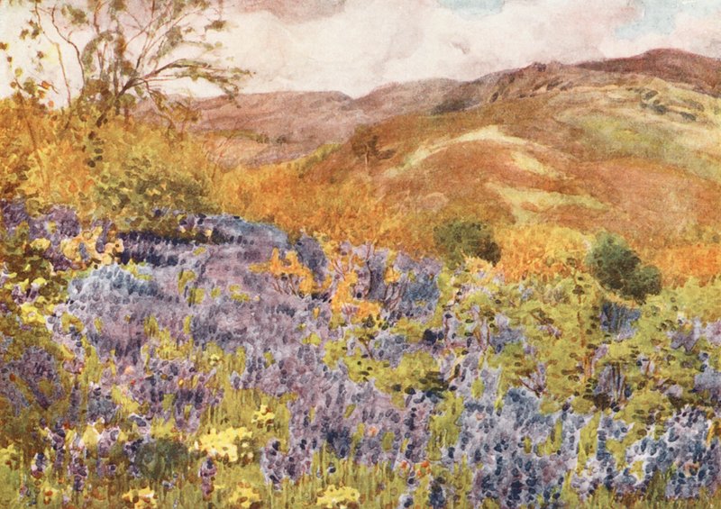 Distretto dei Laghi: Giacinti selvatici da Alfred Heaton Cooper