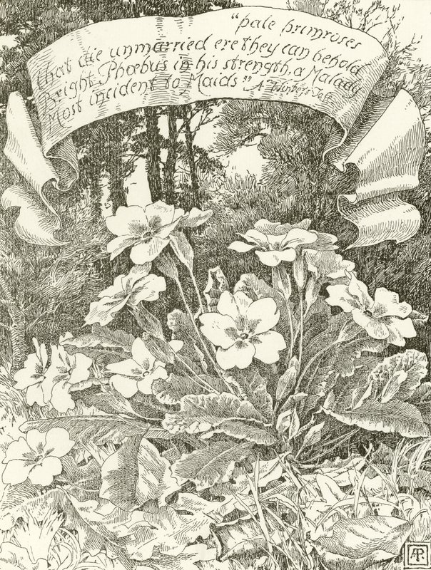 Primule pallide da Alfred Parsons