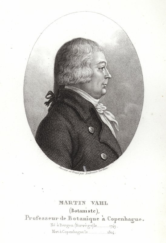 Martin Vahl da Ambroise Tardieu