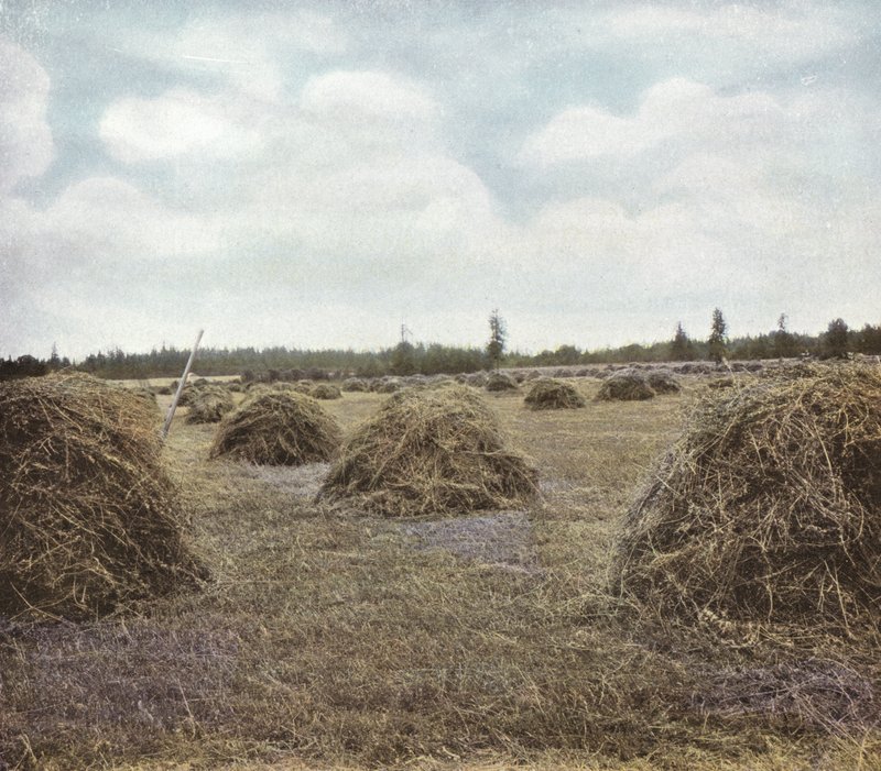 Oregon: Erba medica da American Photographer (after)