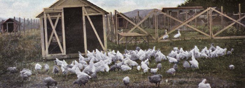 Oregon: Allevamento di pollame da American Photographer (after)