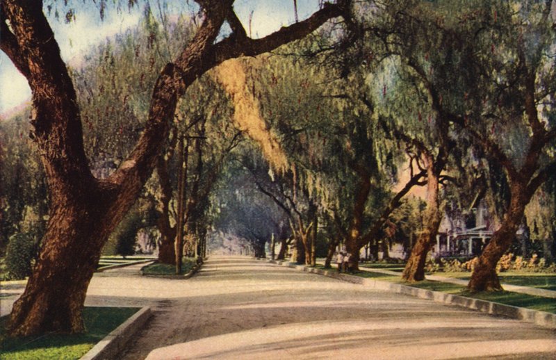 Avenue of Pepper Trees, Pasadena (foto a colori) da American Photographer