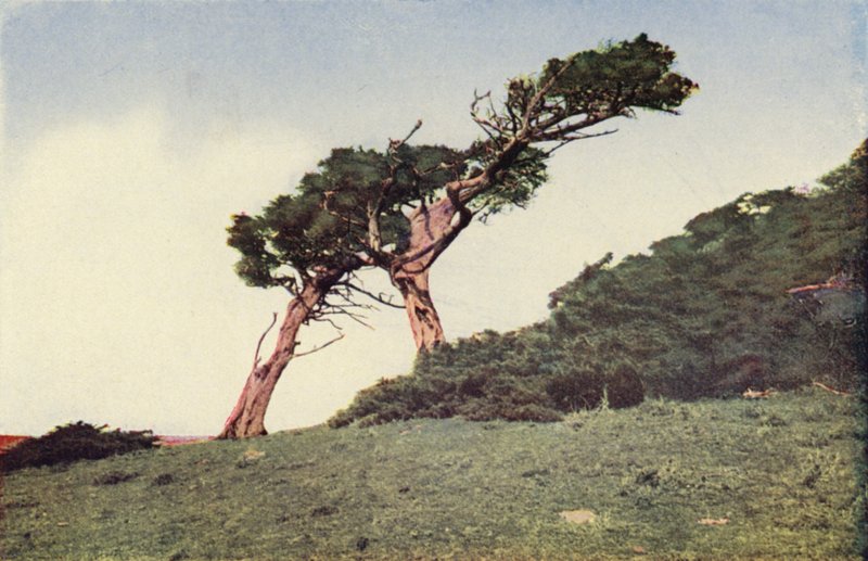 Lo struzzo, un cipresso di Monterey (foto a colori) da American Photographer