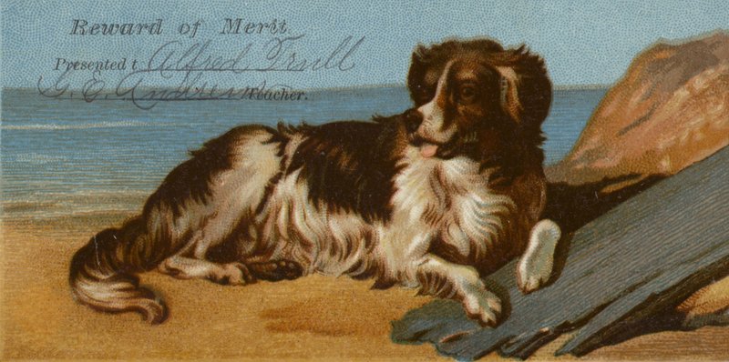 Border Collie sulla spiaggia da American School