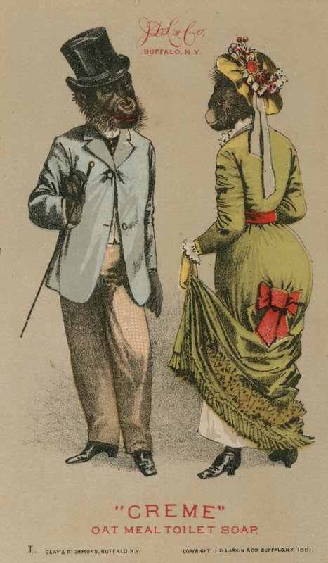 Scimpanzé in abiti alla moda da American School