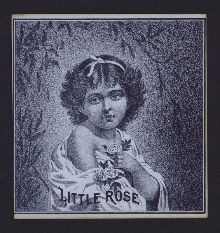 Little Rose da American School