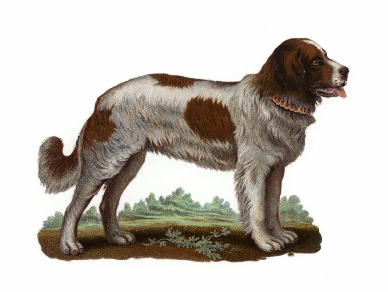 Cane San Bernardo da American School