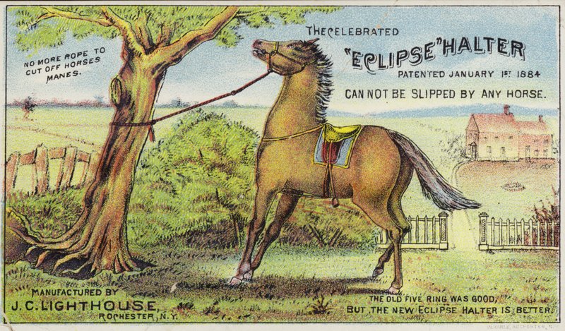 Cavallo legato da American School