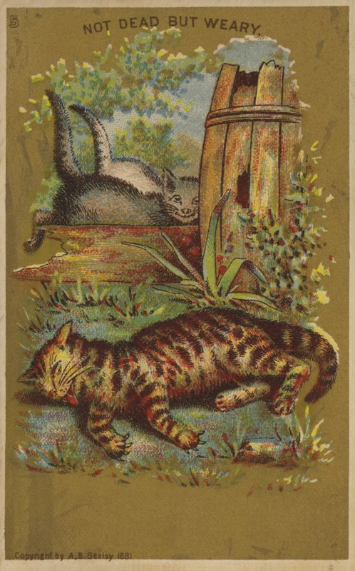 Tre gatti stanchi da American School