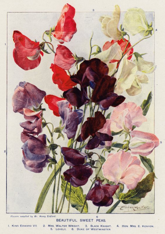 Bellissimi piselli dolci da Angelo Fairfax Muckley