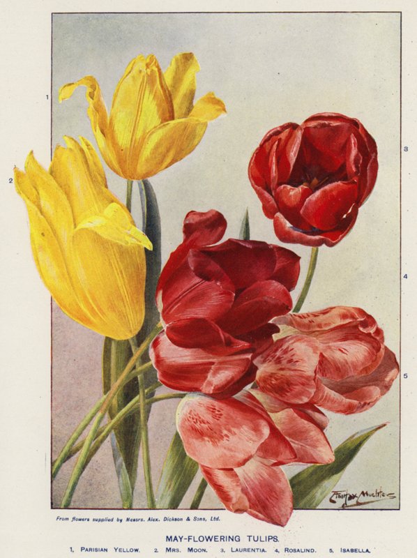 Tulipani di maggio da Angelo Fairfax Muckley