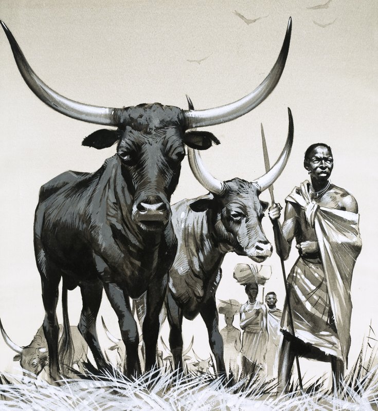 Bovini Ankole da Angus McBride