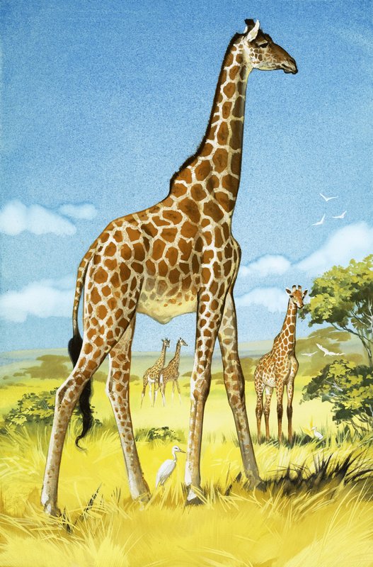 Giraffe da Angus McBride