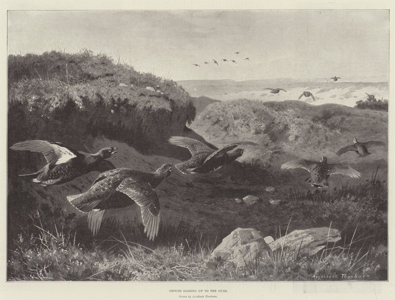 Galli che planano verso i fucili da Archibald Thorburn