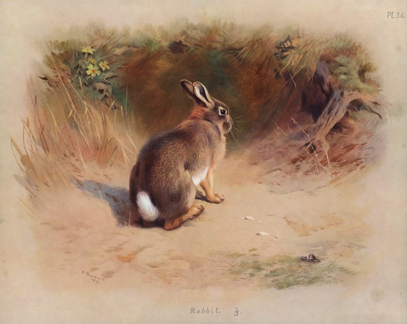 Coniglio da Archibald Thorburn