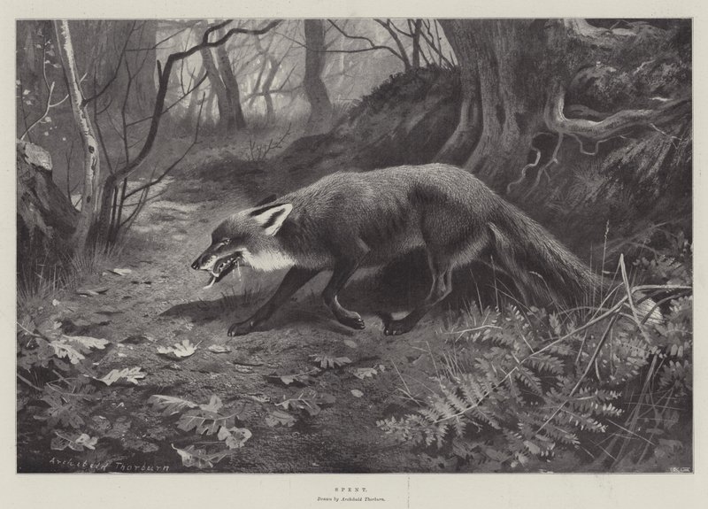 Esausto da Archibald Thorburn