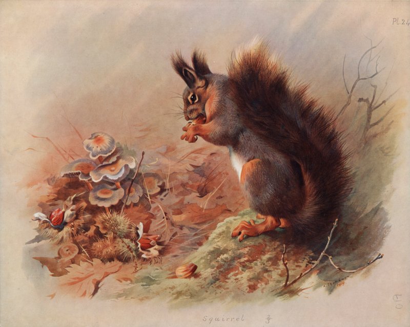Scoiattolo da Archibald Thorburn