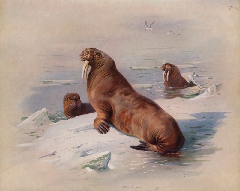 Tricheco da Archibald Thorburn