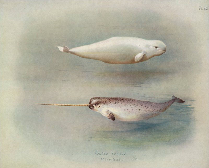 Balena bianca, narvalo da Archibald Thorburn