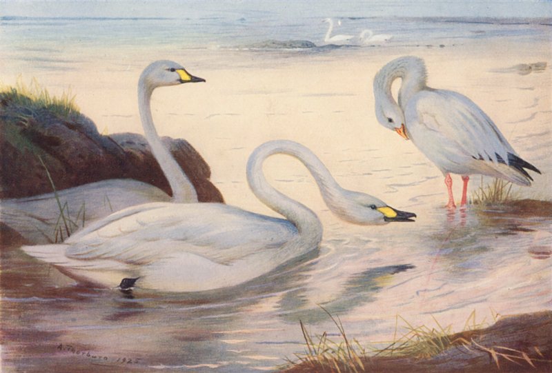Cigno di Bewick, Oca delle nevi da Archibald Thorburn
