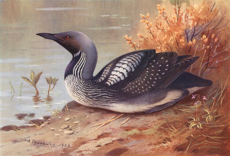 Strolaga dal Collo Nero da Archibald Thorburn