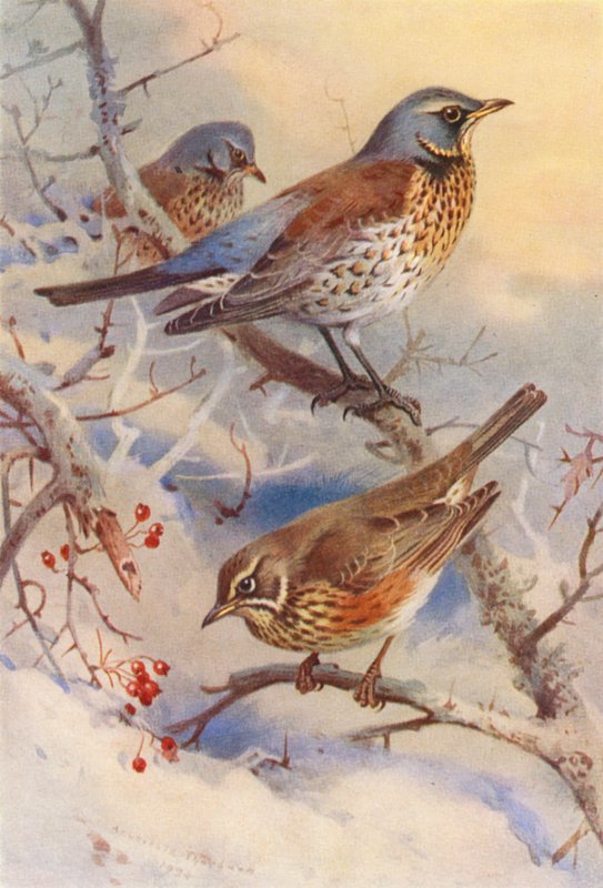 Cesena, Tordo sassello da Archibald Thorburn