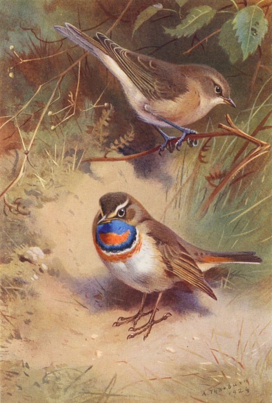 Beccafico, pettazzurro artico da Archibald Thorburn