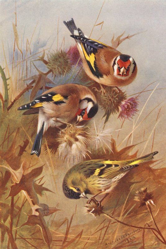 Cardellino, Lucherino da Archibald Thorburn