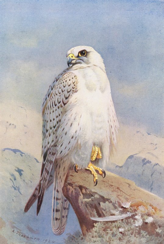Falco della Groenlandia da Archibald Thorburn