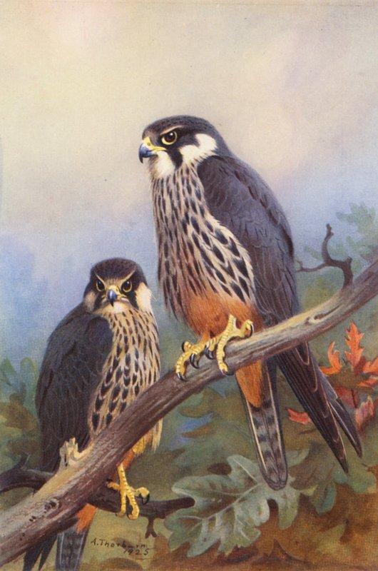 Lodolaio (maschio e femmina) da Archibald Thorburn