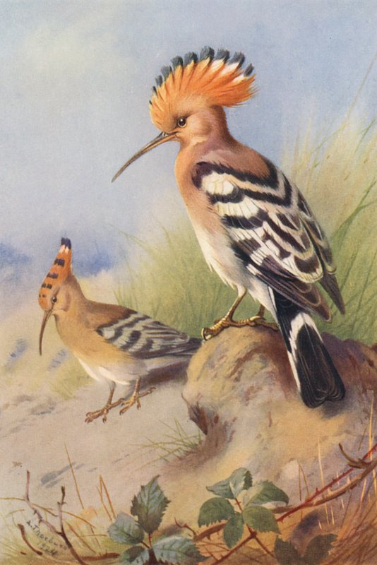 Upupa da Archibald Thorburn