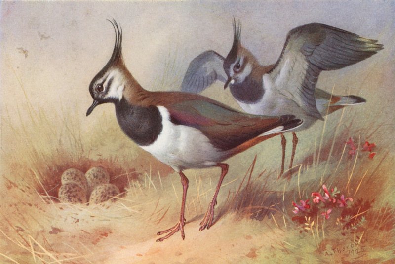 Pavoncella (maschio e femmina) da Archibald Thorburn