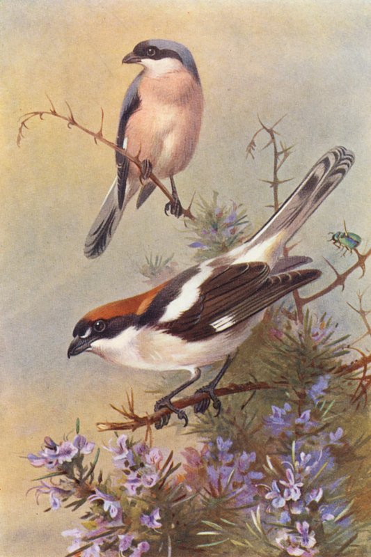 Averla cenerina, Averla capirossa da Archibald Thorburn