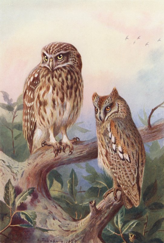 Civetta, Assiolo da Archibald Thorburn