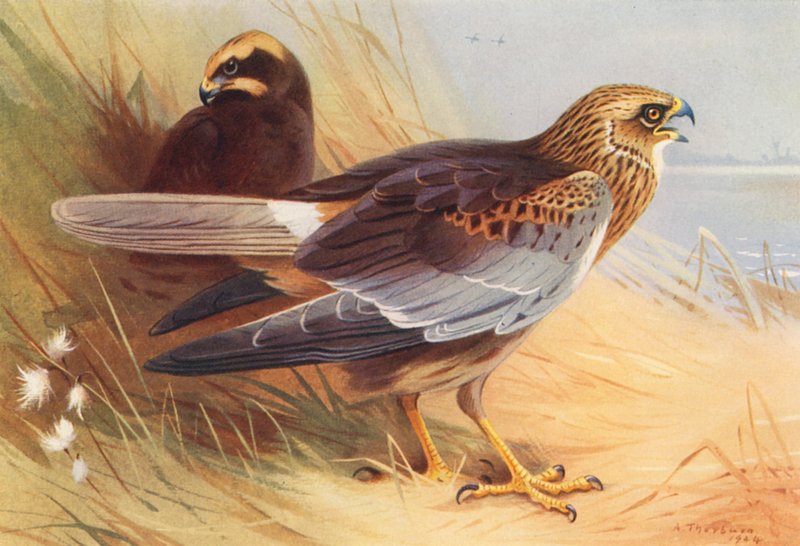 Falco di Palude da Archibald Thorburn