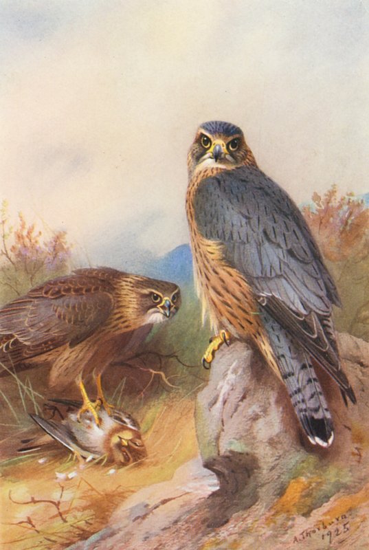 Merlino da Archibald Thorburn