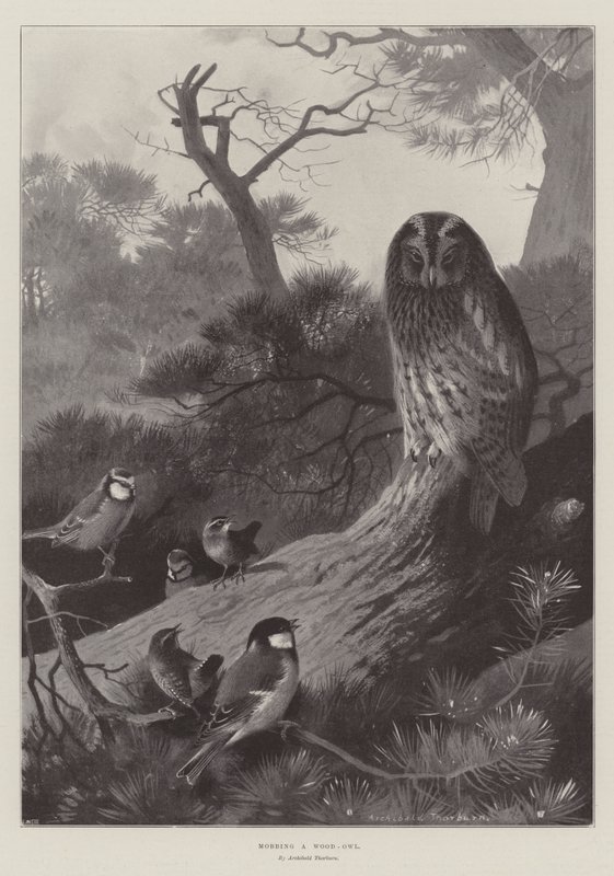Aggressione a un Gufo di Bosco da Archibald Thorburn
