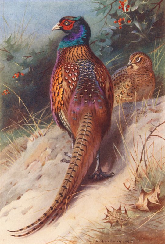 Fagiano (maschio e femmina) da Archibald Thorburn